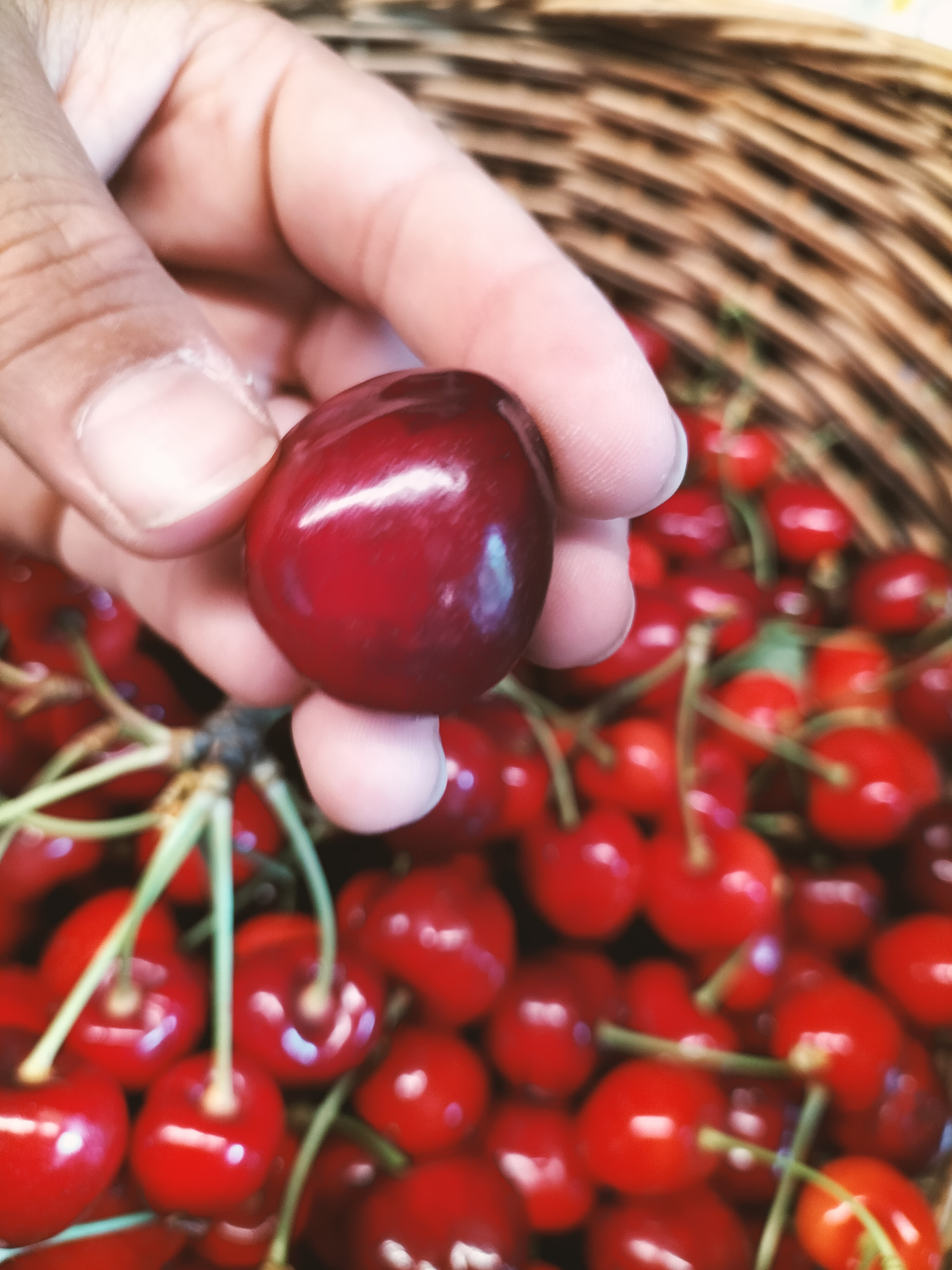 モデナ大収穫歳その１さくらんぼ🍒