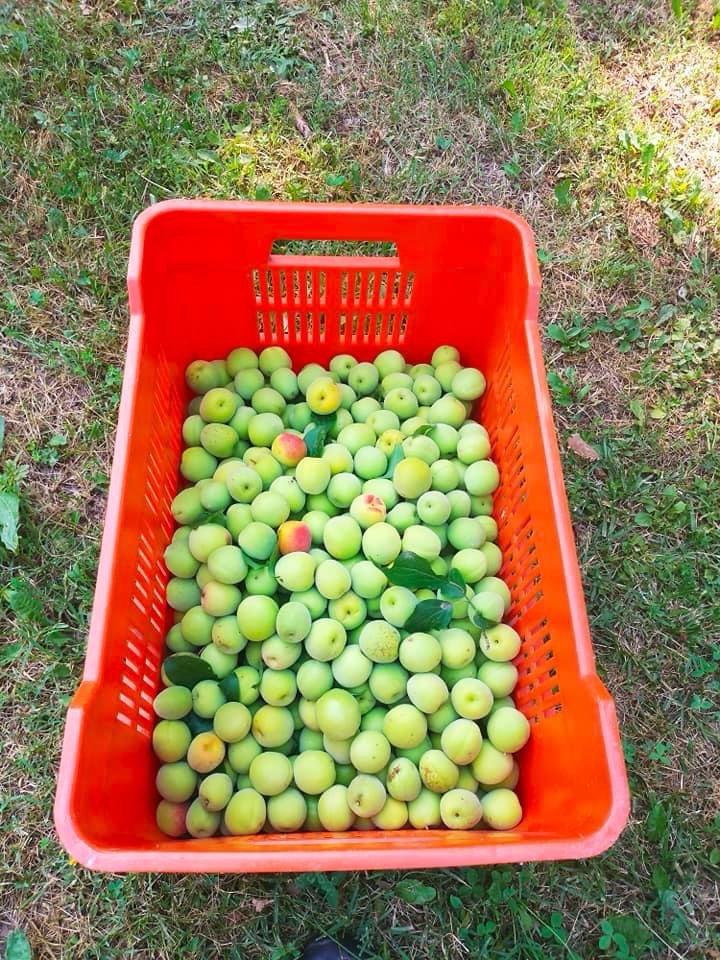 モデナ大収穫祭　その2梅と番外レモン